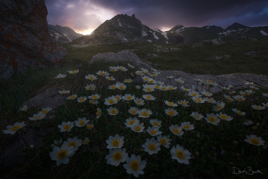 Image "Flowery dream" by Davide Beretta