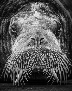 Image "Magnus the wandering walrus" by Richard Larssen