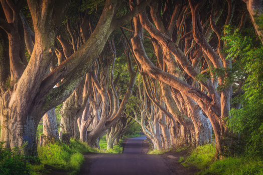 Image "Northern Ireland - The Dark hedges" by Jean Claude Castor