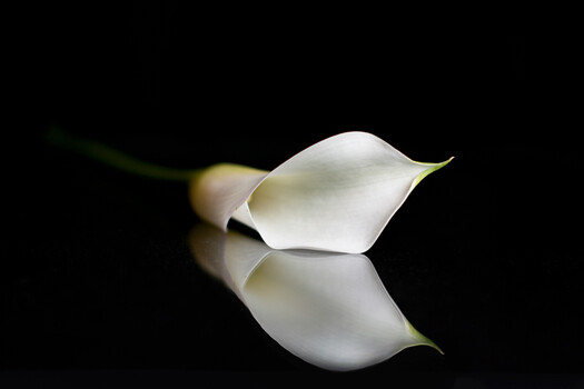 View Lilly by John Esposito