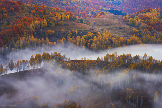 Autumn in Full Bloom by Brighilă Alex