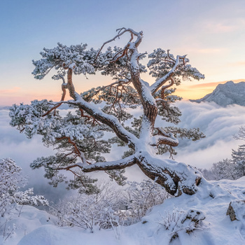 Winter, octopus tree by jaeyoun Ryu