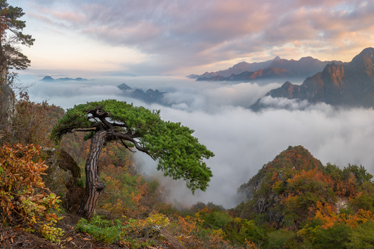 Image "Cobra Pine of Wolaksan" by jaeyoun Ryu