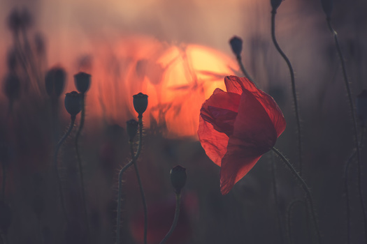 View Poppy catching the last sunlight by Tobias Käter