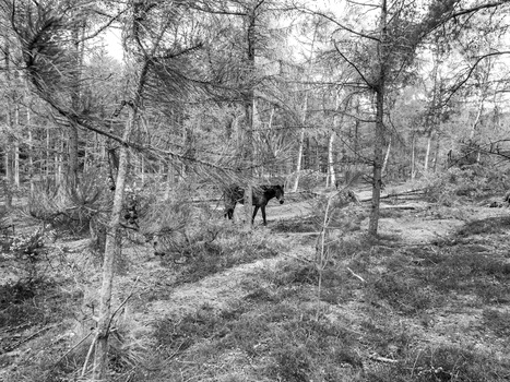 Image "In the forest" by Tomasz Kowalski