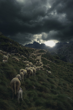 View Transhumance uphill by Mauro Scattolini