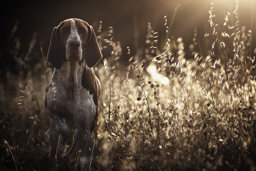 Image "Caju" by Alexandre Marques