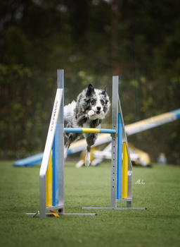 Image "Agility" by Alexandre Marques