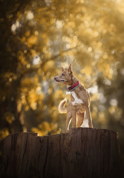Image "Lufi" by Alexandre Marques
