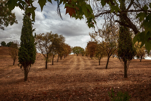 Image "A. da Amoreira Park" by Alexandre Marques