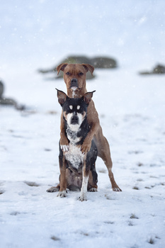 Image "The Hug" by Alexandre Marques