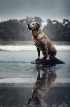 Image "Maggie" by Alexandre Marques