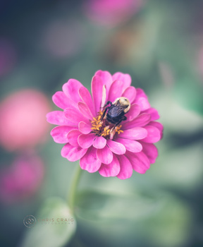 Image "Untitled 1" by Chris Craig