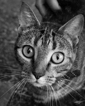 View Young Cat by Michel Dickenson