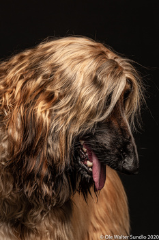 Image "Dog1" by Ole Walter Sundlo