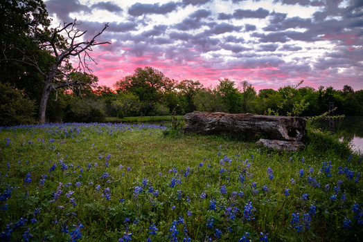 View Texan Sunrise by Trevor Parker