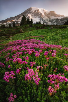 View Sunrise over Mount Rainier by Trevor Parker