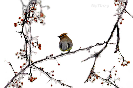 View Untitled 6 by Billy Khuong
