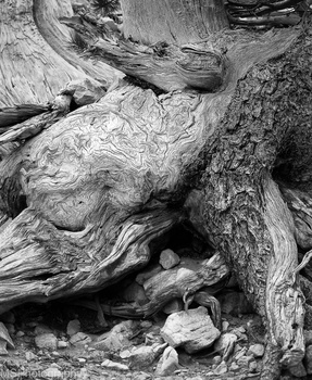 Image "Heart of the earth" by Mark Seawell
