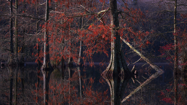 Image "Autumn Cypress" by joseph cole
