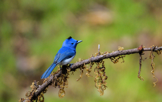 Image "Black-naped Monarch or Black-naped blue Flycatcher " by Balaji Krishnan