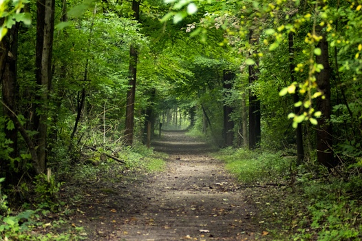 Image "The Green Path" by Jonathan Watson