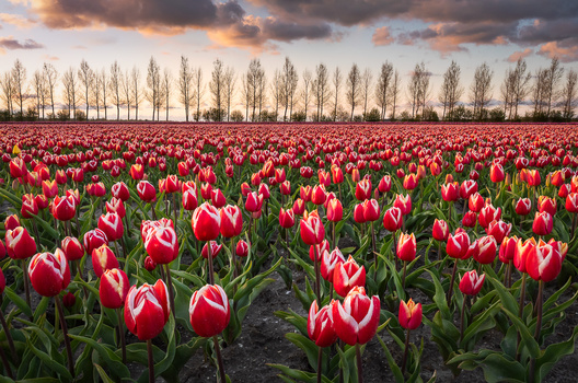 Image "Red Tulips" by Jeroen Schouten
