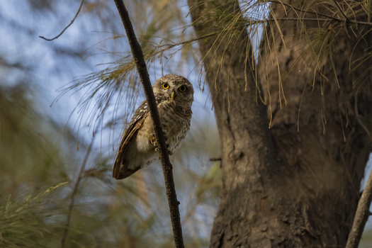 Image "Spotted Owlet" by Sameer Bhalekar