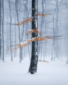 Image "Frozen signs of last autumn" by Kevin Teerlynck