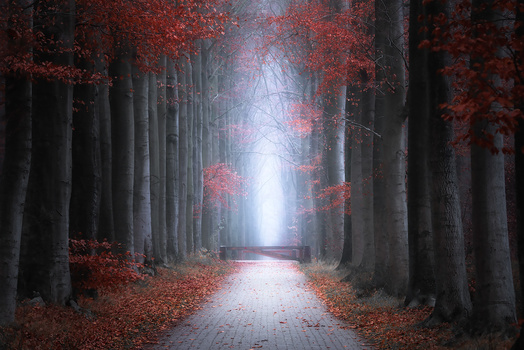 Image "A touch of Red" by Kevin Teerlynck