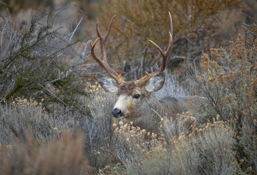 Image "Mule Deer Buck" by David Hutson