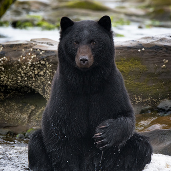 Image "Sitting Pretty" by Bodkin's Best Photography