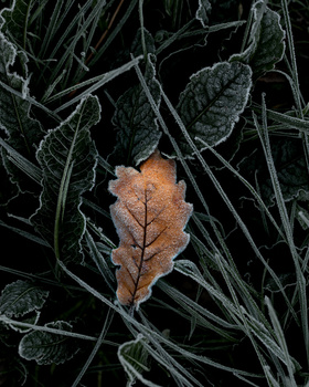 View Frost. Study I by Bruno Amaral