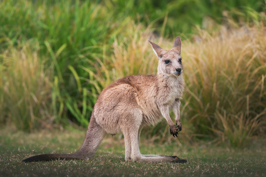 Image "A young kangaroo" by Anton Galitch