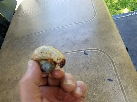 Image "Even the grubs are bigger in Texas!" by Matt Griffin