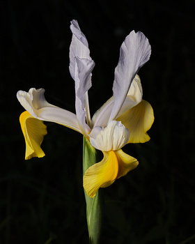 Image "Iris" by Frank Davis