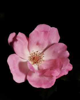 Image "Rose on black" by Frank Davis