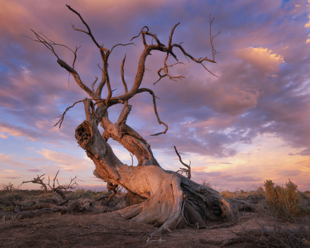 Image "The Hanging Tree" by Mark Phillips