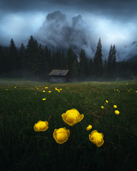 Image "Morins" by Alessandro Cerro