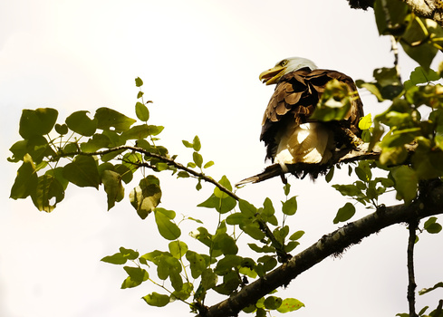 Image "Eagle Watch" by Bri Kathleen