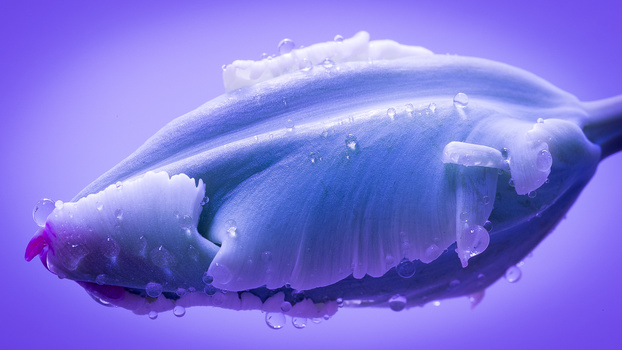 View Flower by OA Photography