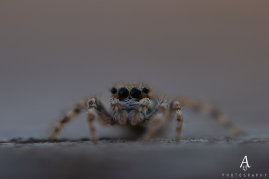 Image "The spider looks at the camera." by Aljo Antony