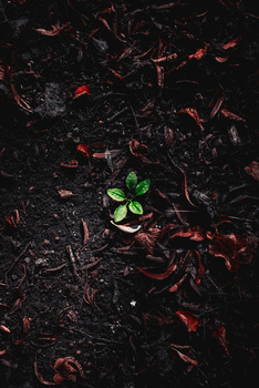 Image "Autumnal Growth" by Christopher Cosby