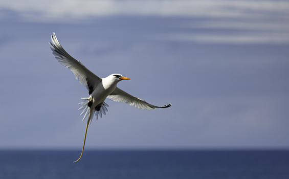 Image "Longtail" by Roseli Vieira