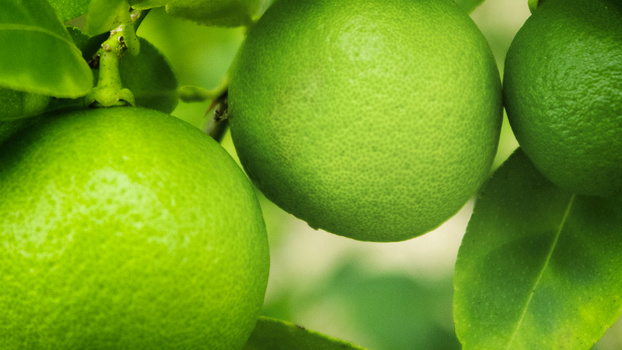 View Lyming Lime by Omar Wynter
