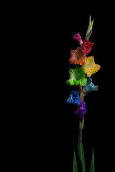 View Untitled 10 by Daniela Nistor