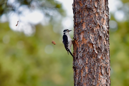 View Woodpecker by Zach M