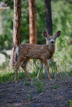 View Deer in the Woods by Zach M
