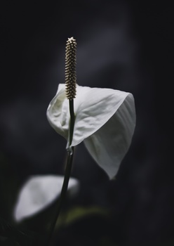 View Nature is Peace by Joshua Barclay