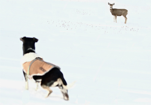 View Dog vs Deer by Paddy Hackett